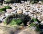 Sea moss bladderwrack burdock root benefits