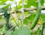 how to transplant cucumber seedlings